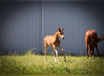 American Quarter Horse, Stallion, 1 year, Chestnut-Red