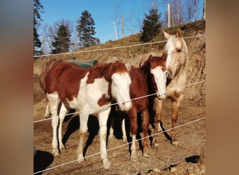 American Quarter Horse, Stallion, 1 year, Chestnut-Red