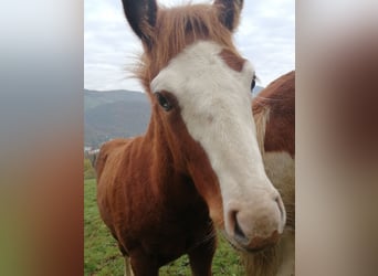 American Quarter Horse, Stallion, 1 year, Chestnut-Red