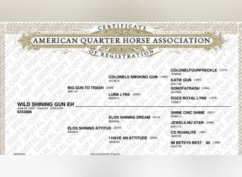 American Quarter Horse, Stallion, 1 year, Chestnut-Red