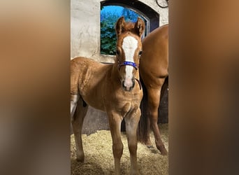 American Quarter Horse, Stallion, 1 year, Chestnut-Red