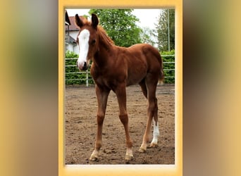 American Quarter Horse, Stallion, 1 year, Chestnut-Red