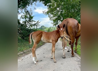 American Quarter Horse, Stallion, 1 year, Chestnut-Red