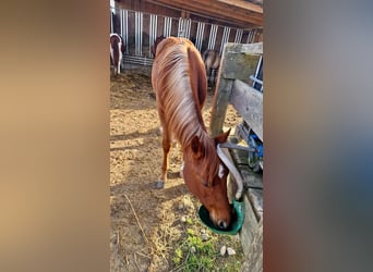 American Quarter Horse, Stallion, 1 year, Chestnut-Red