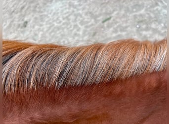 American Quarter Horse, Stallion, 1 year, Chestnut-Red