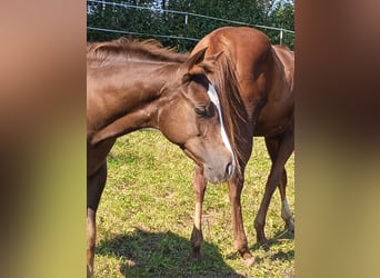 American Quarter Horse, Stallion, 1 year, Chestnut