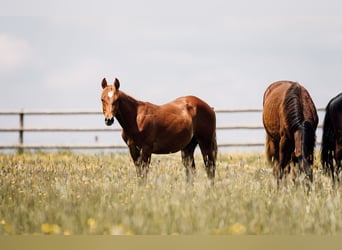 American Quarter Horse, Stallion, 1 year, Chestnut