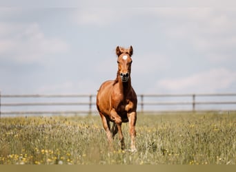 American Quarter Horse, Stallion, 1 year, Chestnut
