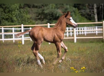 American Quarter Horse, Stallion, 1 year, Chestnut