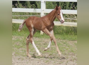 American Quarter Horse, Stallion, 1 year, Chestnut