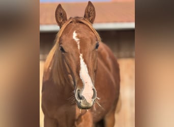 American Quarter Horse, Stallion, 1 year, Chestnut
