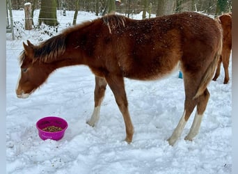 American Quarter Horse, Stallion, 1 year, Chestnut