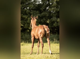 American Quarter Horse, Stallion, 1 year, Chestnut