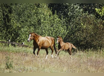 American Quarter Horse, Stallion, 1 year, Chestnut