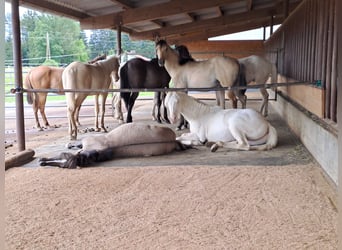 American Quarter Horse, Stallion, 1 year, Cremello