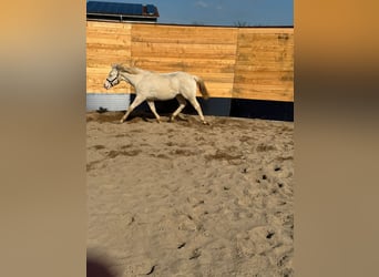 American Quarter Horse, Stallion, 1 year, Cremello