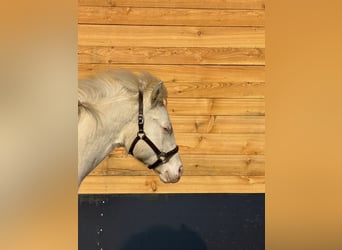 American Quarter Horse, Stallion, 1 year, Cremello