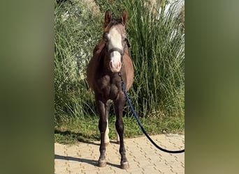 American Quarter Horse, Stallion, 1 year, Grey