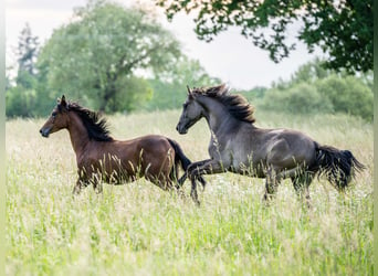 American Quarter Horse, Stallion, 1 year, Grullo