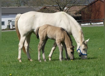 American Quarter Horse, Stallion, 1 year, Grullo