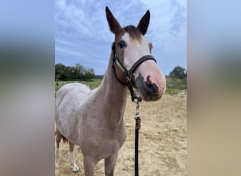 American Quarter Horse, Stallion, 1 year, Overo-all-colors