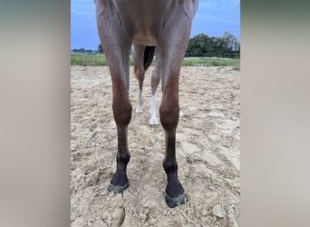 American Quarter Horse, Stallion, 1 year, Overo-all-colors
