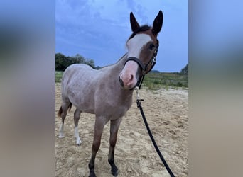American Quarter Horse, Stallion, 1 year, Overo-all-colors