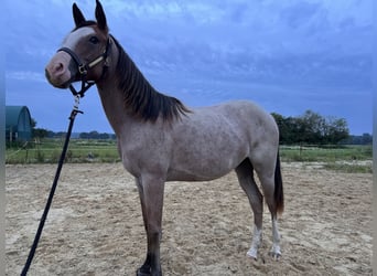 American Quarter Horse, Stallion, 1 year, Overo-all-colors
