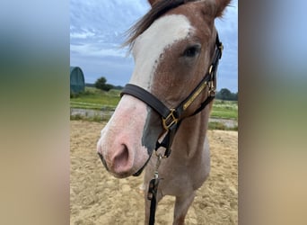 American Quarter Horse, Stallion, 1 year, Overo-all-colors