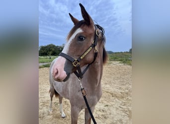 American Quarter Horse, Stallion, 1 year, Overo-all-colors
