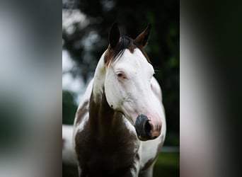 American Quarter Horse, Stallion, 1 year, Overo-all-colors