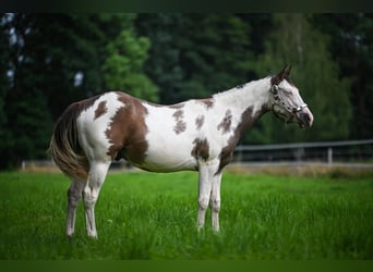 American Quarter Horse, Stallion, 1 year, Overo-all-colors