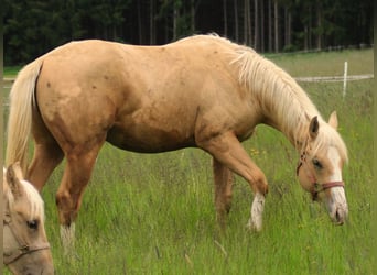 American Quarter Horse, Stallion, 1 year, Palomino