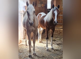 American Quarter Horse, Stallion, 1 year, Palomino
