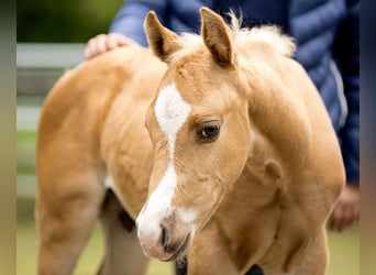 American Quarter Horse, Stallion, 1 year, Palomino