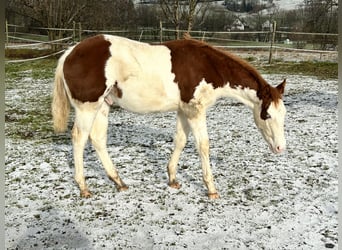 American Quarter Horse, Stallion, 1 year, Pinto