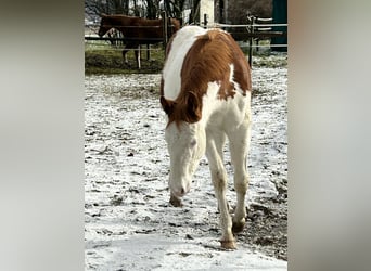 American Quarter Horse, Stallion, 1 year, Pinto