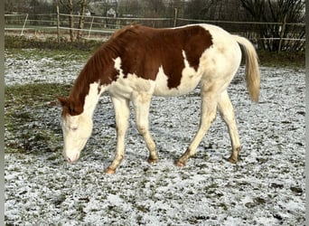 American Quarter Horse, Stallion, 1 year, Pinto