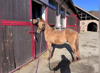 American Quarter Horse, Stallion, 1 year, Red Dun