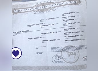 American Quarter Horse, Stallion, 1 year, Roan-Bay