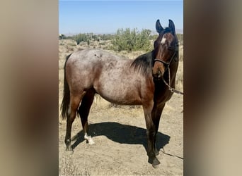 American Quarter Horse, Stallion, 1 year, Roan-Bay