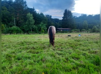 American Quarter Horse, Stallion, 1 year, Roan-Bay