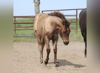 American Quarter Horse, Stallion, 1 year, Roan-Blue