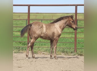 American Quarter Horse, Stallion, 1 year, Roan-Blue