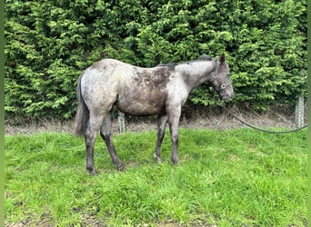 American Quarter Horse, Stallion, 1 year, Roan-Blue