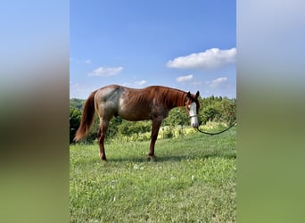 American Quarter Horse, Stallion, 1 year, Roan-Red