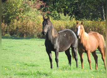 American Quarter Horse, Stallion, 1 year, Smoky-Black