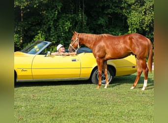 American Quarter Horse, Stallion, 1 year, Sorrel