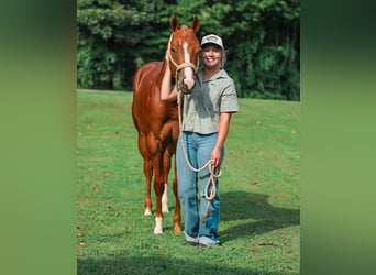 American Quarter Horse, Stallion, 1 year, Sorrel