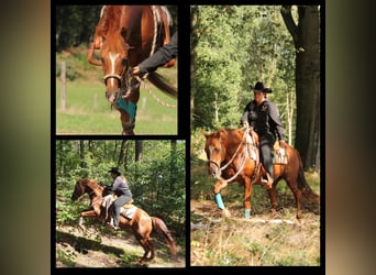 American Quarter Horse, Stallion, 20 years, 14.2 hh, Chestnut-Red